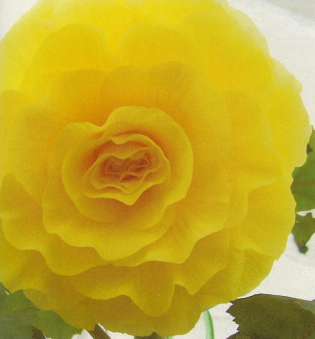 B. ‘Ann Crawford’